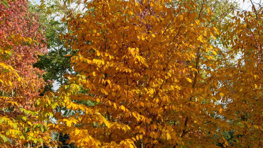 Ostrya carpinifolia mehrstämmige