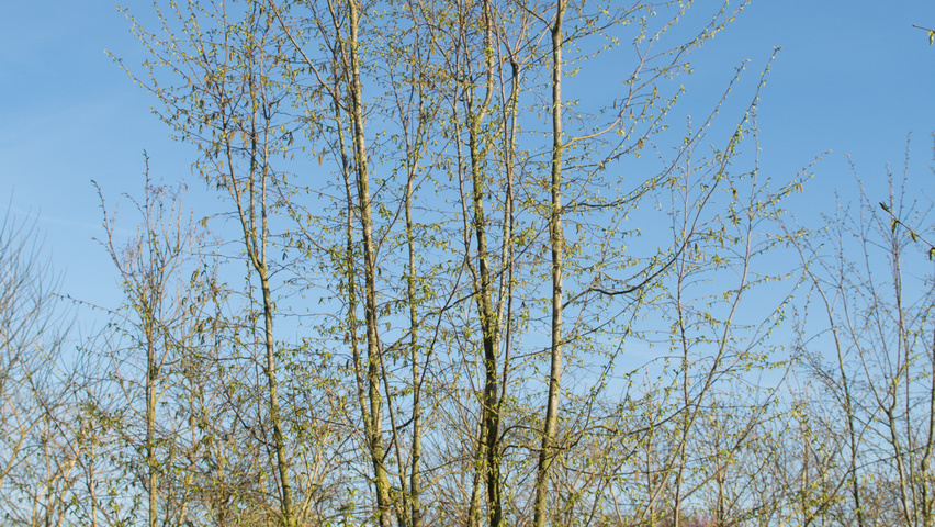Ostrya carpinifolia mehrstämmige