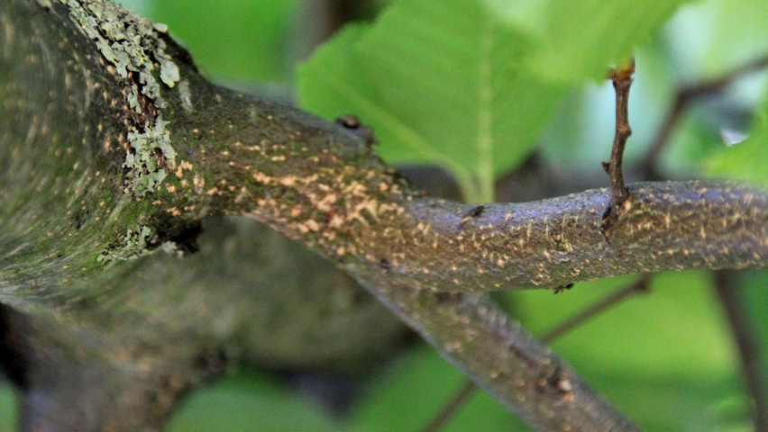 Ostrya carpinifolia Zweige