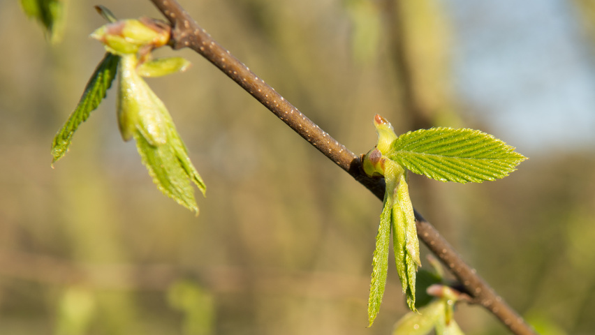 Ostrya carpinifolia Zweige