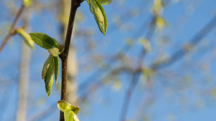 Ostrya carpinifolia Zweige