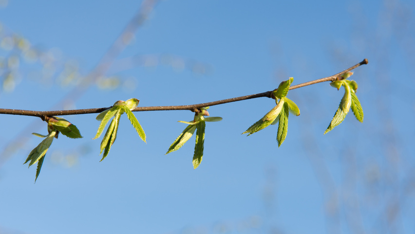 Ostrya carpinifolia Zweige