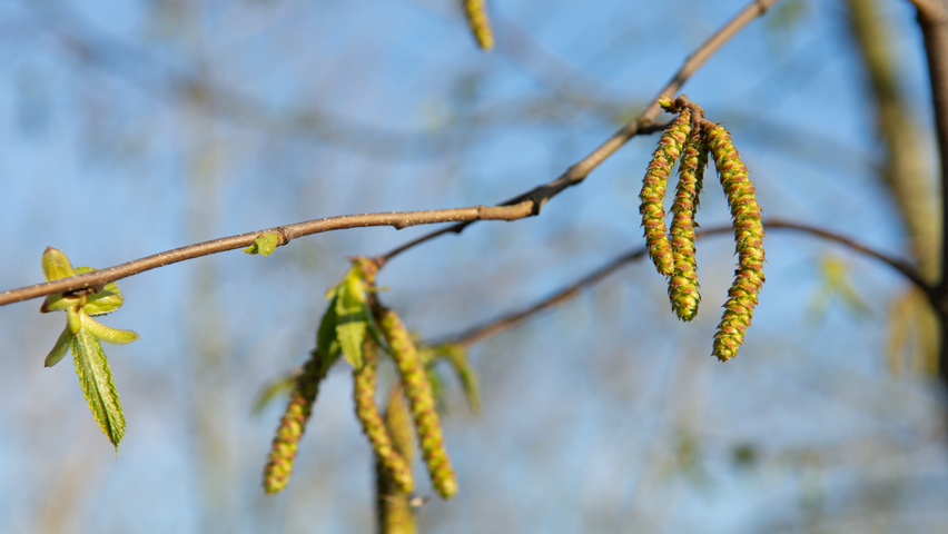 Ostrya carpinifolia Zweige