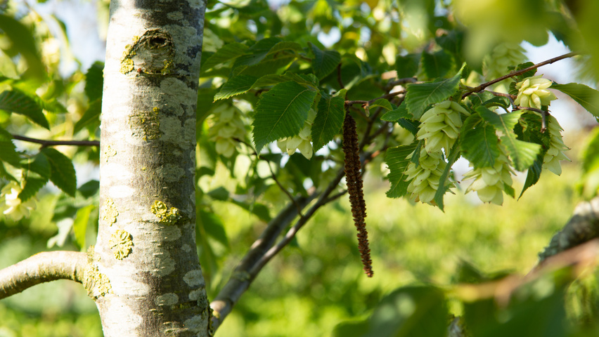 Ostrya japonica kora
