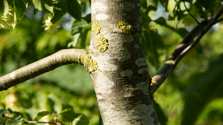Ostrya japonica kora
