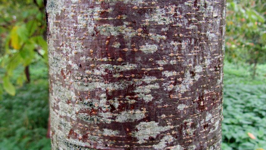 Ostrya japonica kora