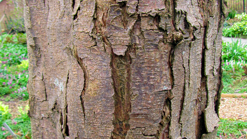 Ostrya japonica kora