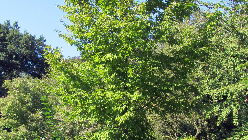 Ostrya Japonica Treeebb Online Tree Finding Tool Ebben Nurseries