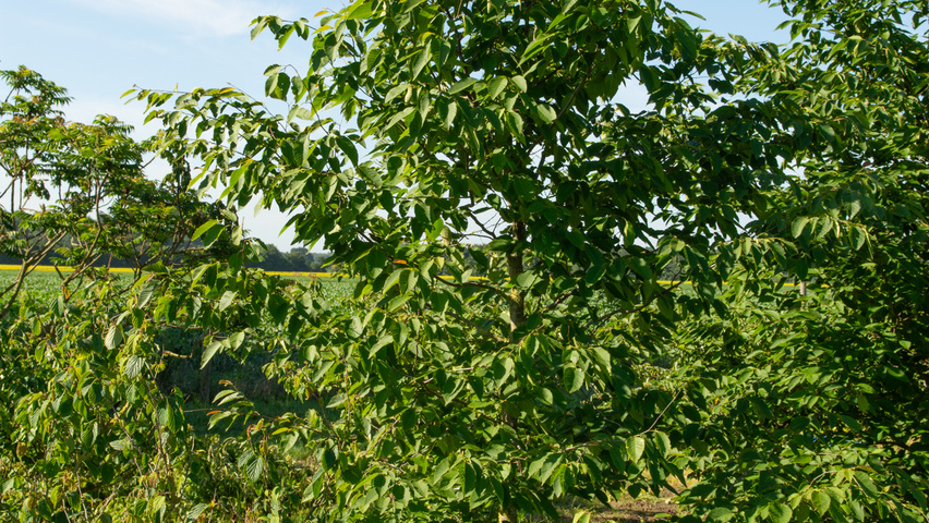 Ostrya japonica pokrój naturalny