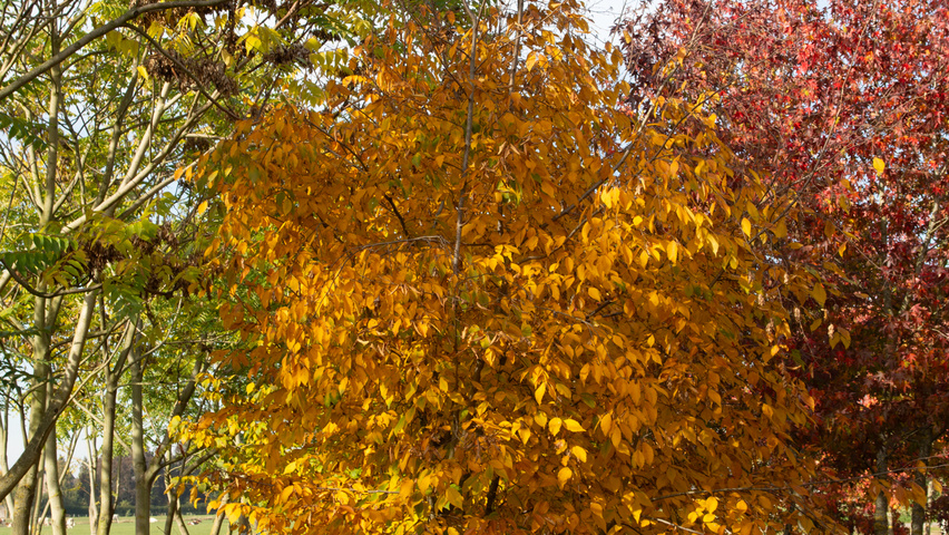 Ostrya japonica pokrój naturalny