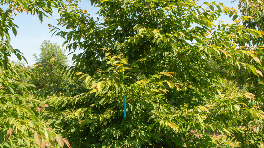 Ostrya japonica pokrój naturalny