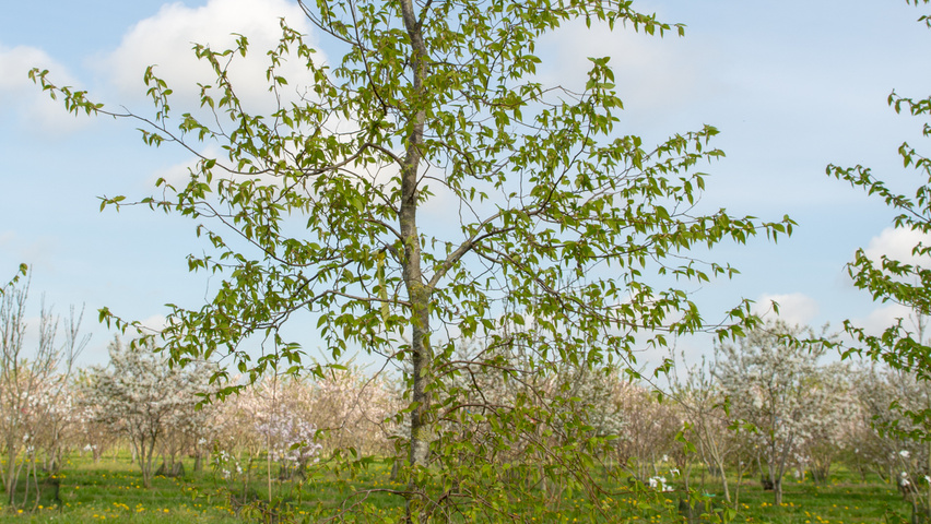 Ostrya japonica pokrój naturalny
