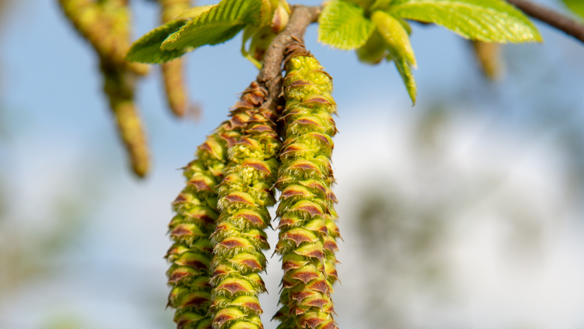 Ostrya japonica kwiaty