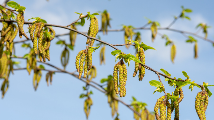 Ostrya japonica kwiaty