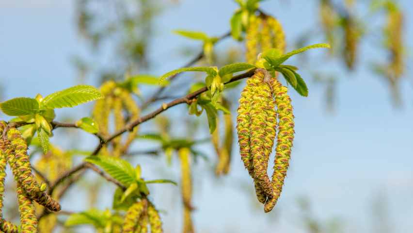 Ostrya japonica kwiaty