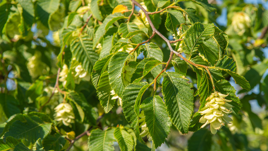 Ostrya japonica TreeEbb Online treefinding tool Ebben Nurseries