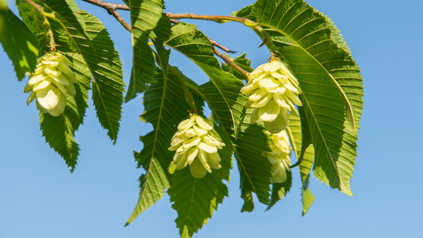 Ostrya japonica owoce