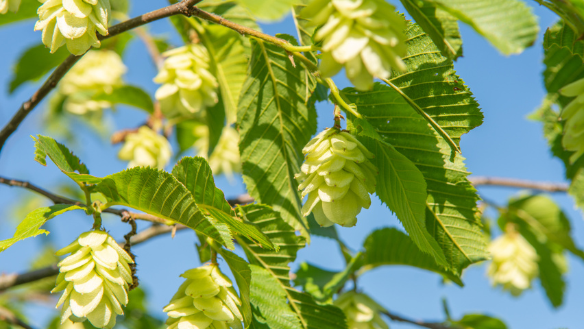 Ostrya japonica owoce
