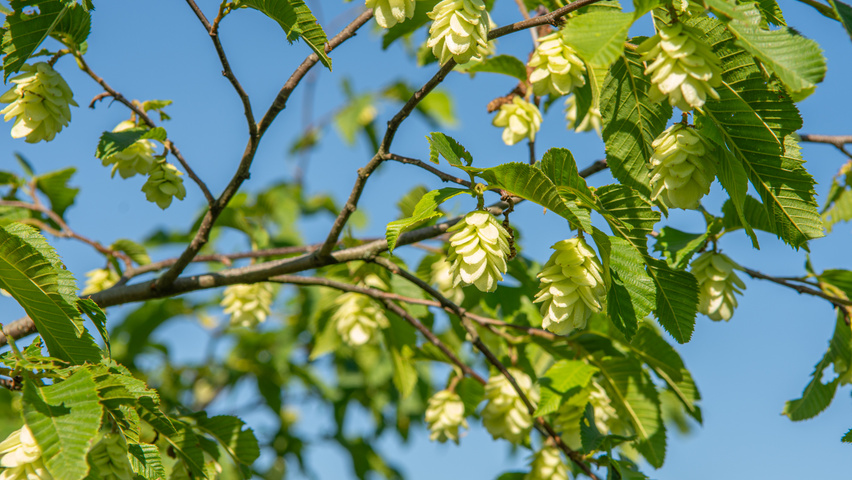 Ostrya japonica owoce