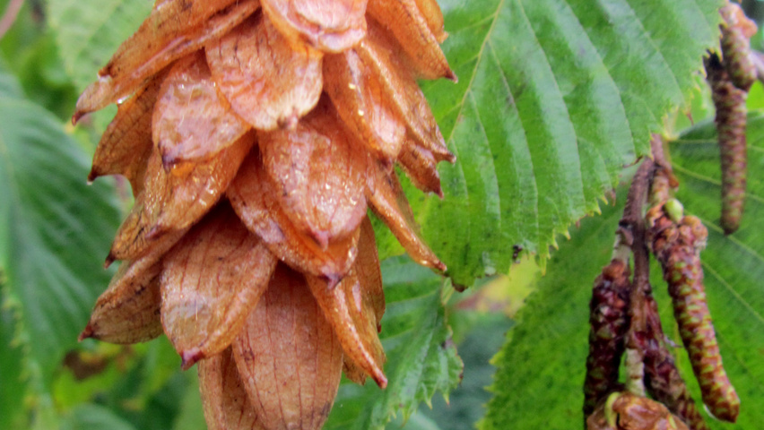 Ostrya japonica owoce