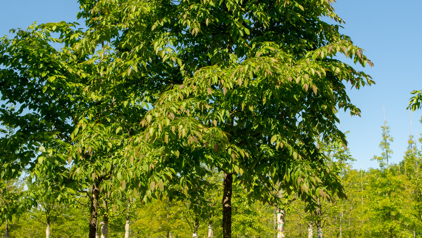 Ostrya japonica pienne