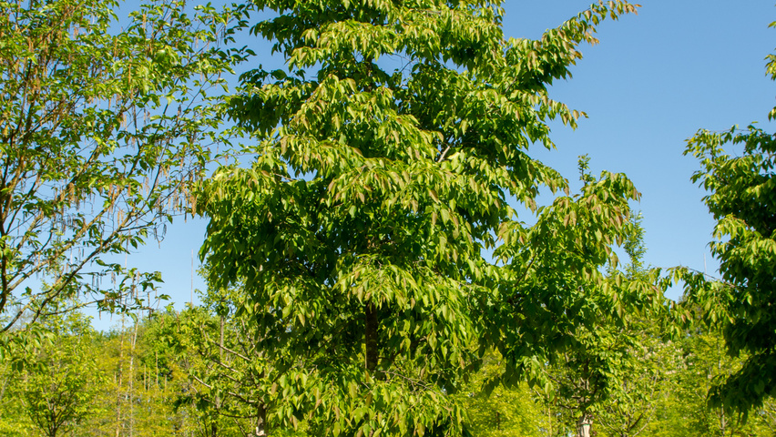 Ostrya japonica pienne