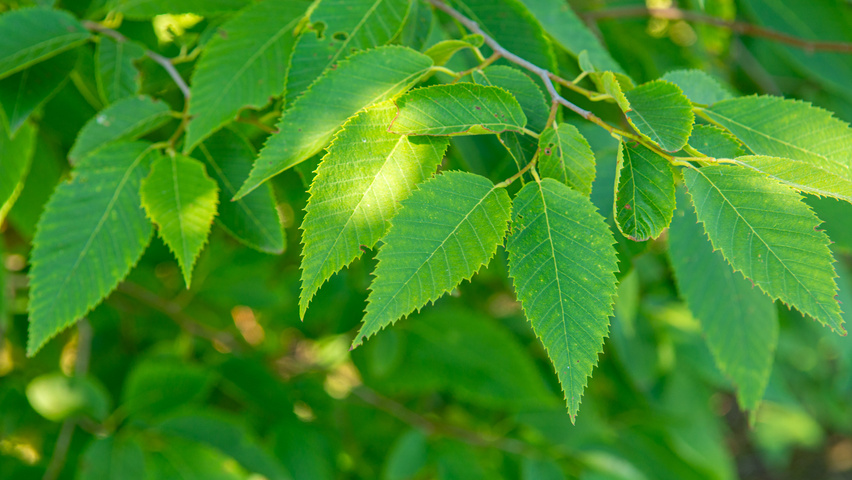 Ostrya japonica liście