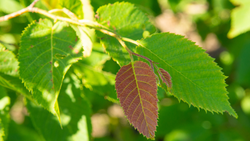 Ostrya japonica liście