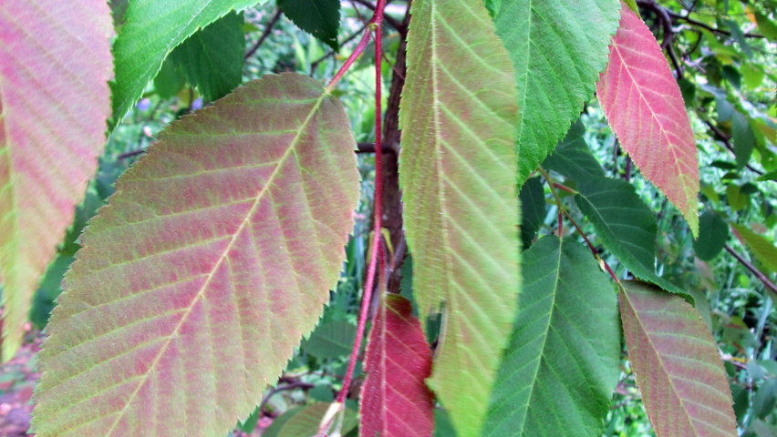 Ostrya japonica liście