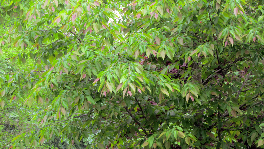 Ostrya japonica liście