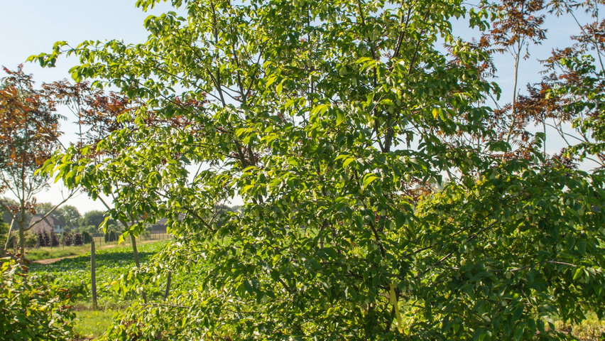 Ostrya japonica wielopniowy