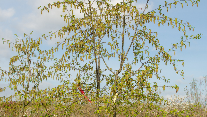 Ostrya japonica wielopniowy