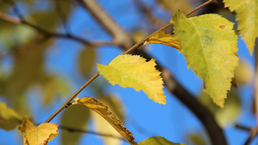 Ostrya virginiana autumn leaves
