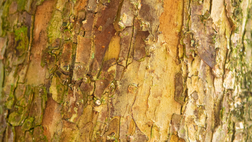 Ostrya virginiana bark