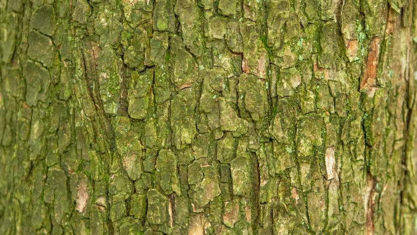 Ostrya virginiana bark