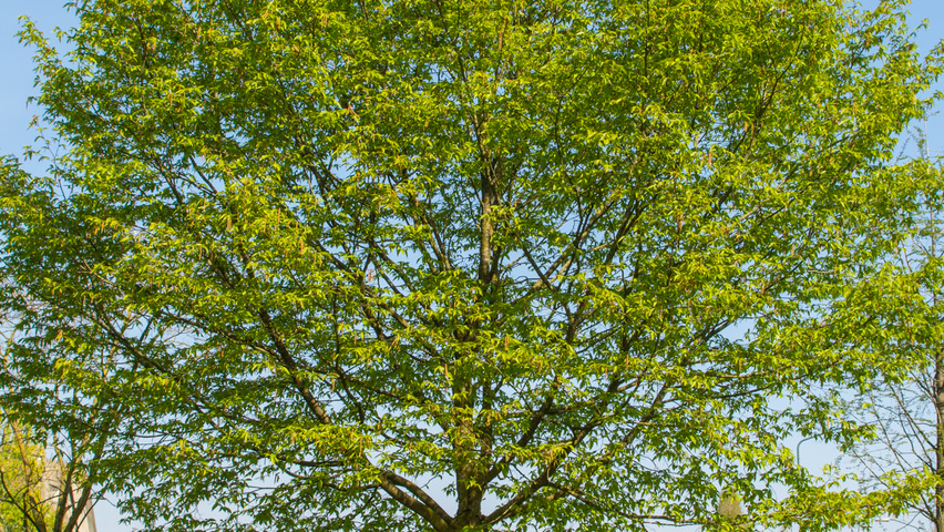 Ostrya virginiana standard tree