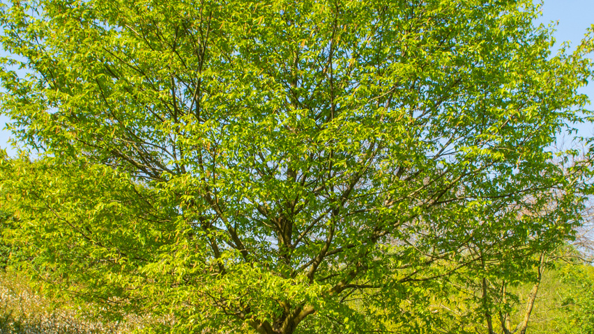 Ostrya virginiana standard tree