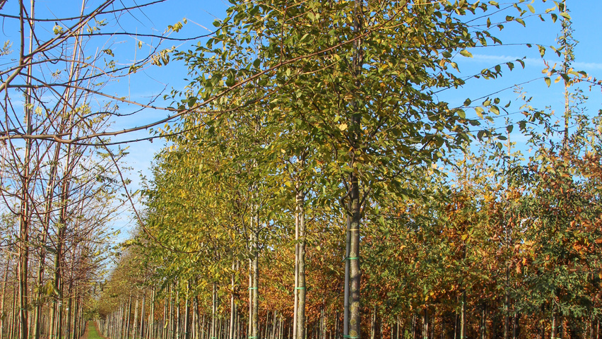 Ostrya virginiana standard tree