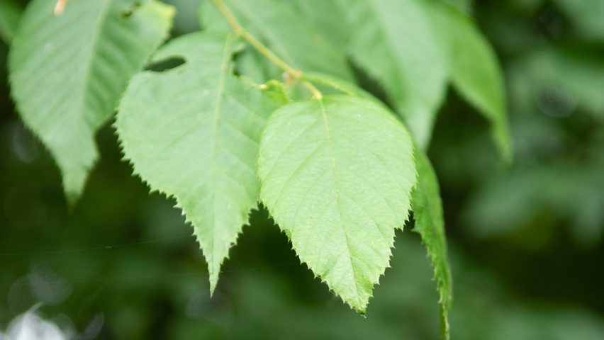 Ostrya virginiana leaves