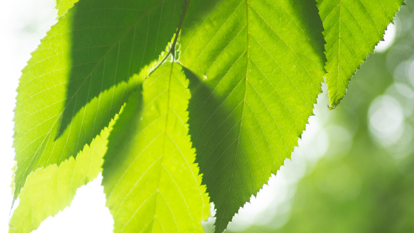 Ostrya virginiana leaves