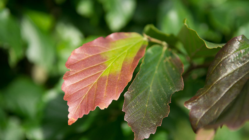 Parrotia persica herfstblad