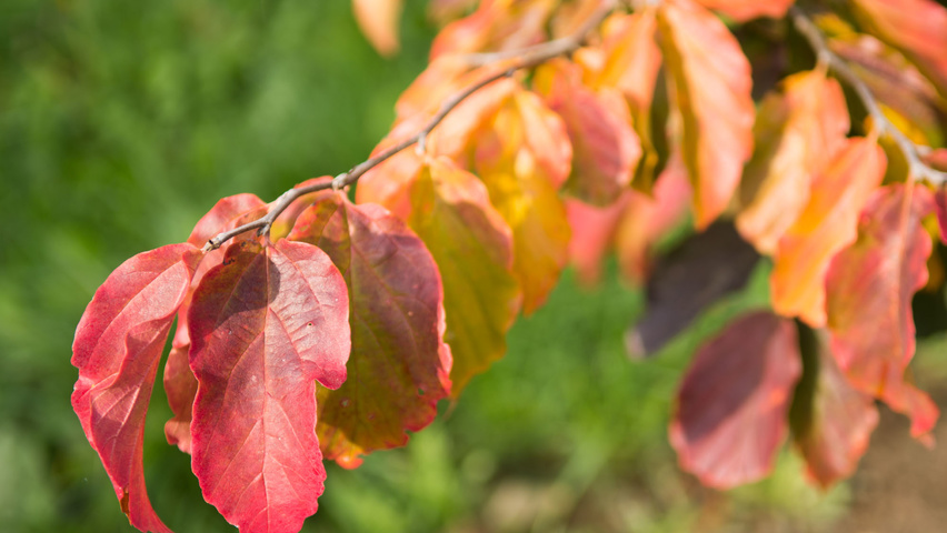 Parrotia persica herfstblad