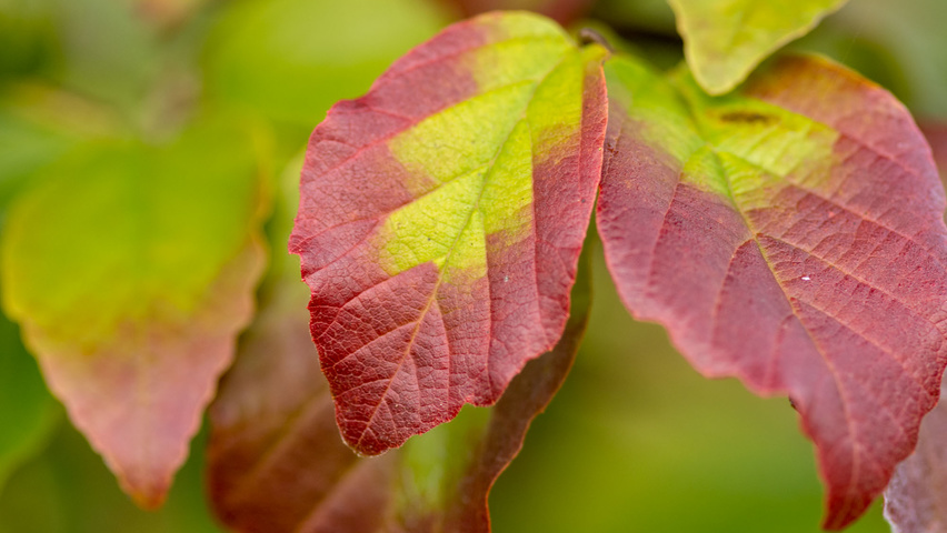 Parrotia persica herfstblad