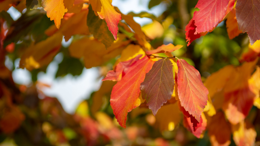 Parrotia persica herfstblad