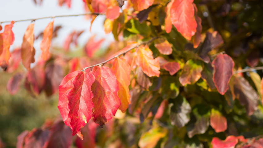 Parrotia persica herfstblad