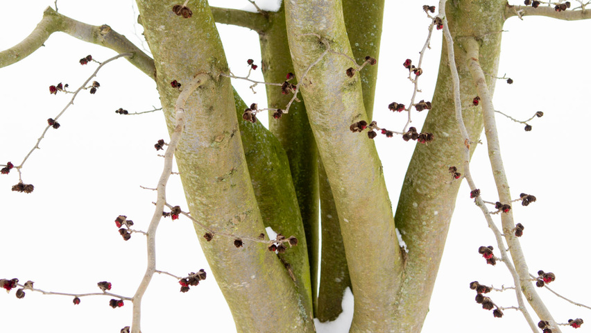 Parrotia persica bast