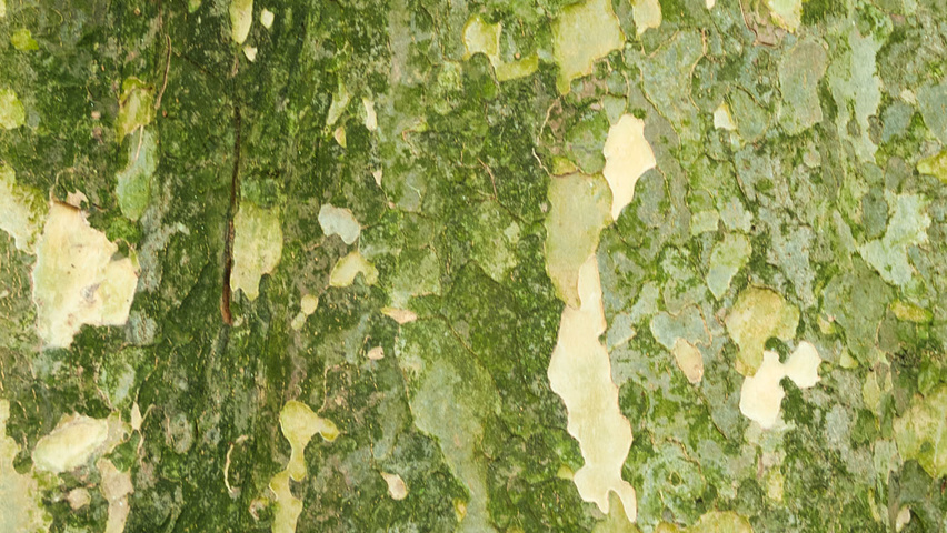 Parrotia persica bast