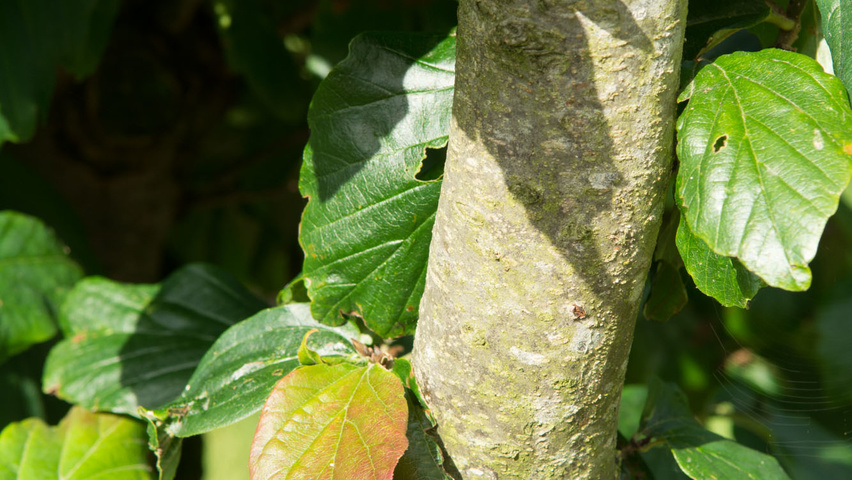 Parrotia persica bast