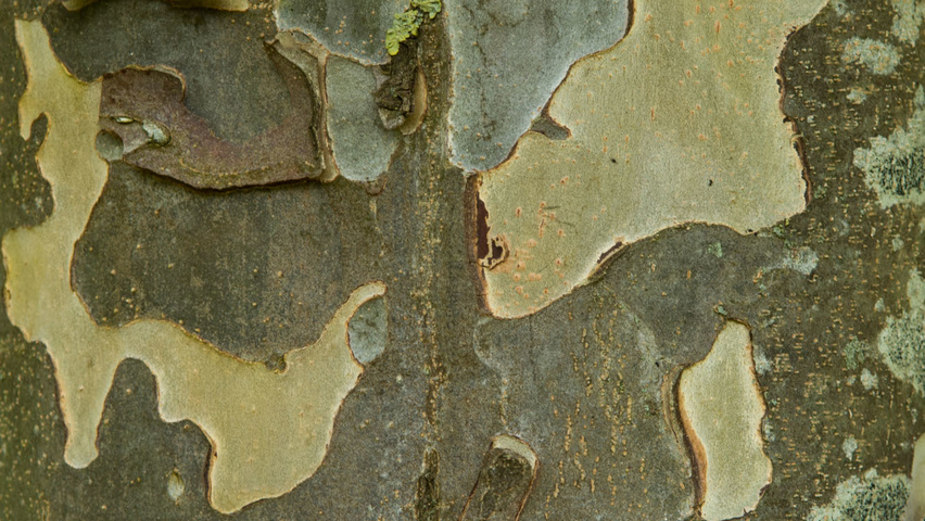 Parrotia persica bast