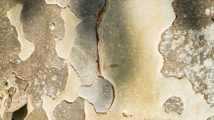 Parrotia persica bast